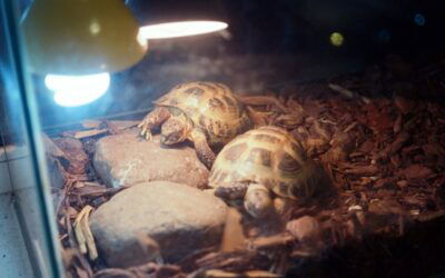 A Guide to Caring for a Pet Sulcata Tortoise